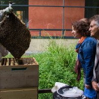 Bienenkiller stoppen: SPD-Antrag im Landwirtschaftsausschuss erfolgreich