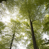 „Der Hohe Buchene Wald“ im Steigerwald