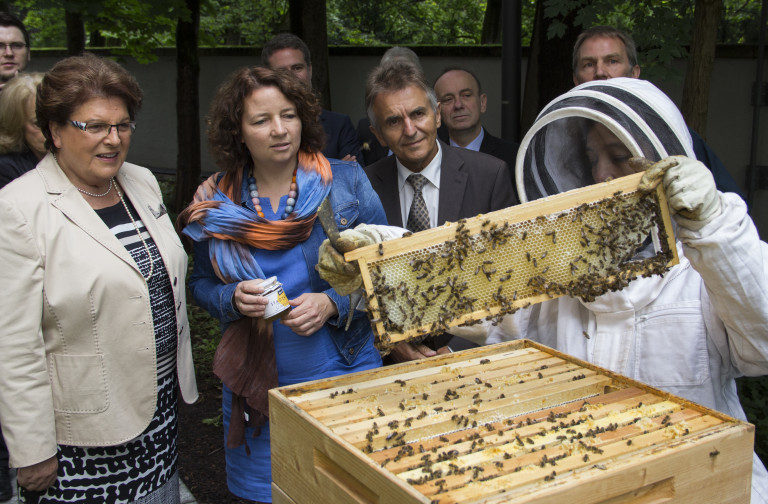 Bienenstock - Stamm und Müller begutachten die Bienen Foto 2