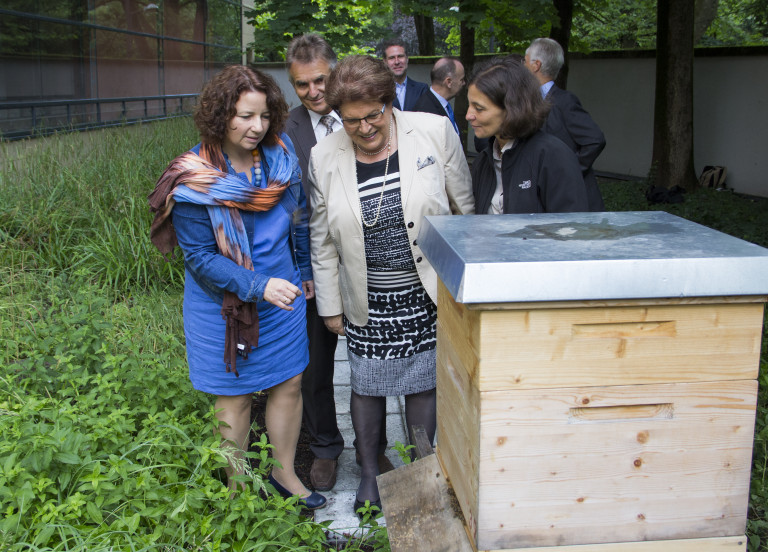 Bienenstock - Stamm und Müller begutachten die Bienen Foto 6