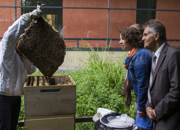 Bienenstock - Stamm und Müller begutachten die Bienen Foto 5